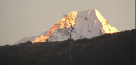 A leaveless tree stands in the foreground of a mountain peak. The angle makes the tree look like the same height as the mountain.