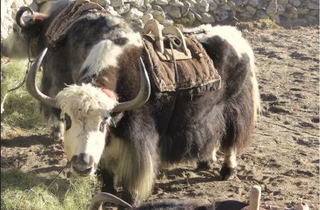 A brown yak stands casually, facing towards the viewer, giving a look that comes across as a friendly one.