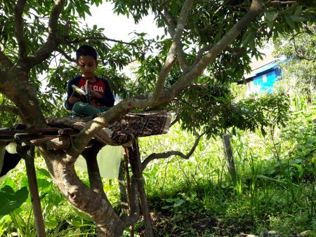 An 8 year old child on a wooden platform on top of a Lychee tree, reading a book